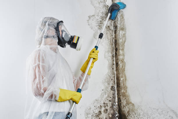 Best Mold Damage Repair  in Aristocrat Ranchettes, CO