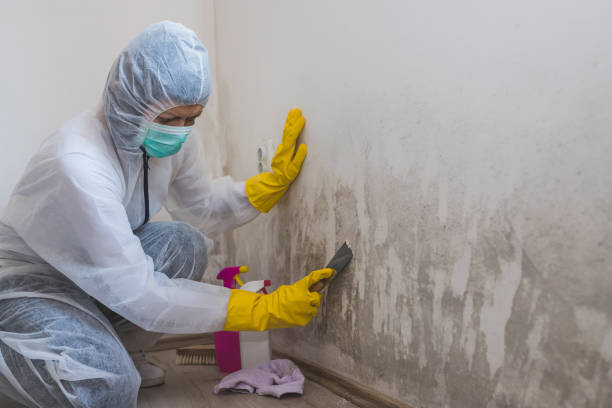 Best Crawl Space Mold Removal  in Aristocrat Ranchettes, CO