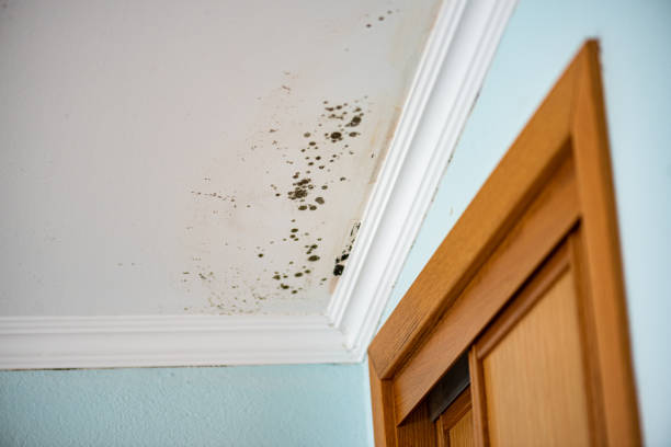 Best Fast Mold Removal  in Aristocrat Ranchettes, CO