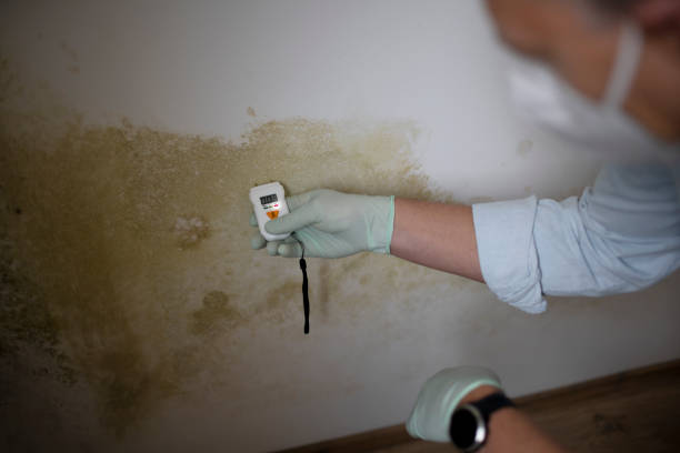 Best Certified Mold Removal  in Aristocrat Ranchettes, CO