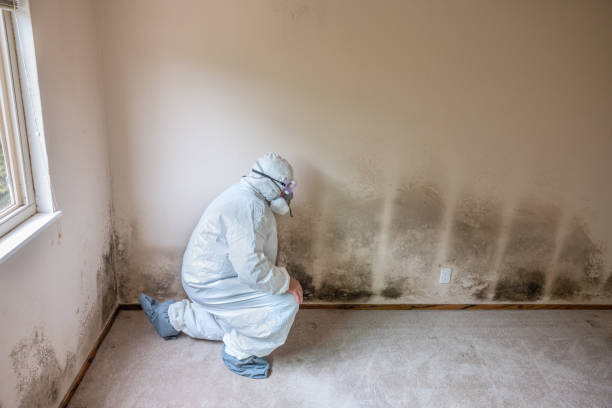 Best Toxic Mold Removal  in Aristocrat Ranchettes, CO
