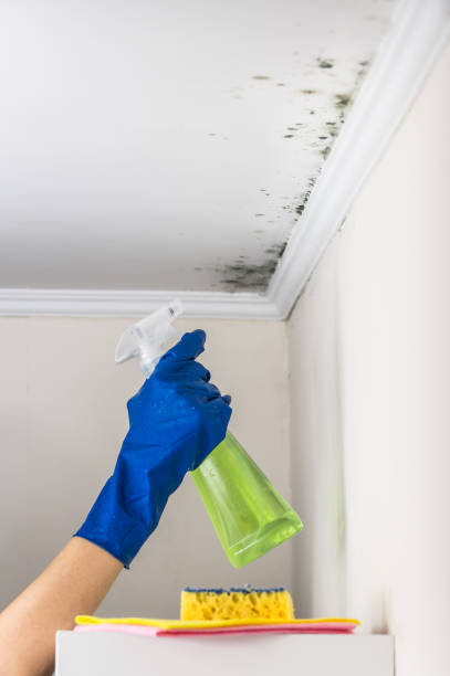 Best Local Mold Removal Service  in Aristocrat Ranchettes, CO