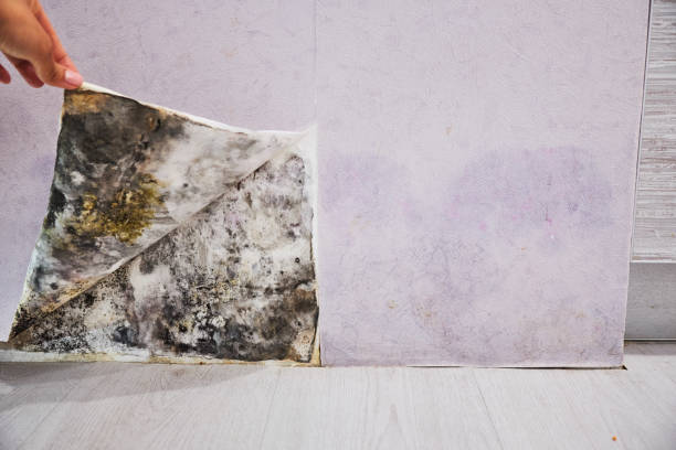 Best Residential Mold Removal  in Aristocrat Ranchettes, CO
